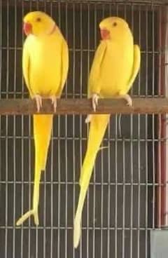 yellow ring neck/ female/ parrot