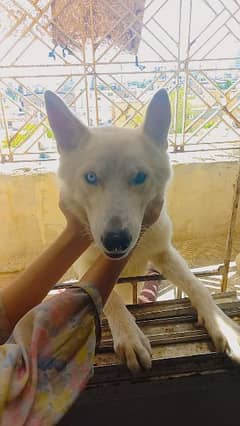 pure breeder male siberian husky with 2 tone eyes