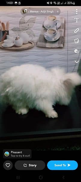 english angora rabbit male 2