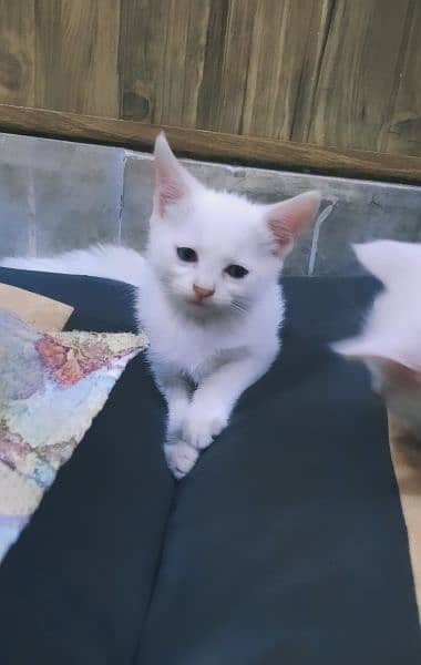 White Kitten ( Persians ) 1