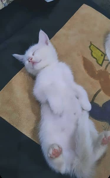 White Kitten ( Persians ) 2