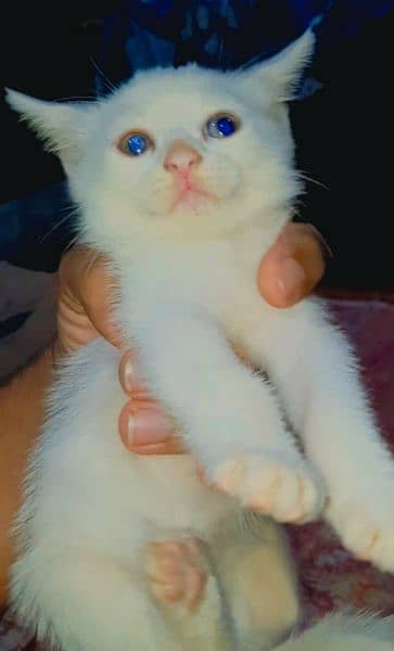 White Kitten ( Persians ) 3