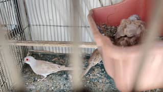 Red Dove Breeder Pair With 1 Chick