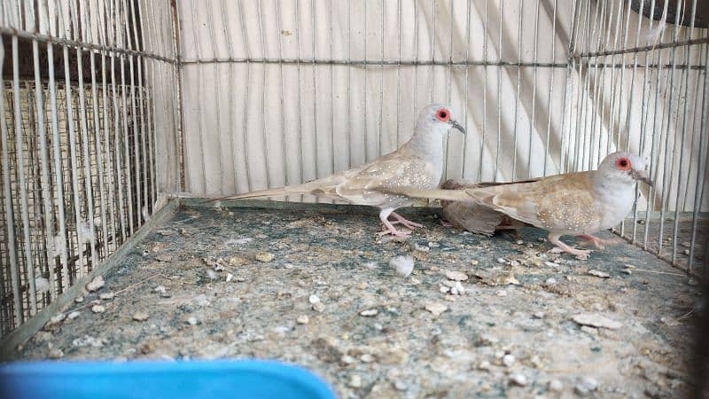 Red Dove Breeder Pair 1