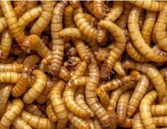 mealworms worker