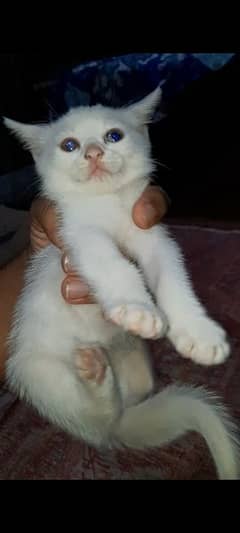 White Kitten ( Persians )