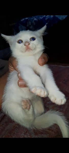 White Kitten ( Persians ) 0