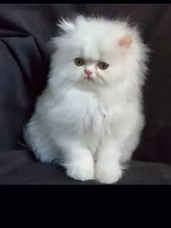 Pure Persian cats 0