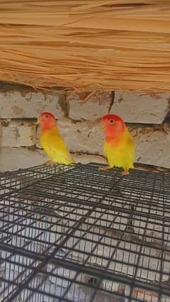 Fully Healthy and active opline breeder pair 0