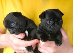 Pug dog for sale puppy