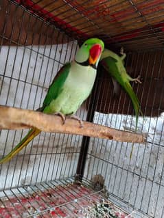Green macow parrot fresh pair
