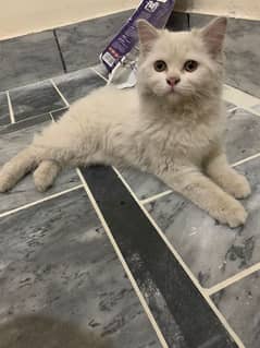 Salam my persion Cat For Sale 0