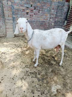 Bakri available for sale with 2 kids 0