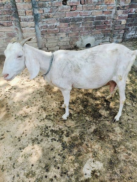 Bakri available for sale with 2 kids 1