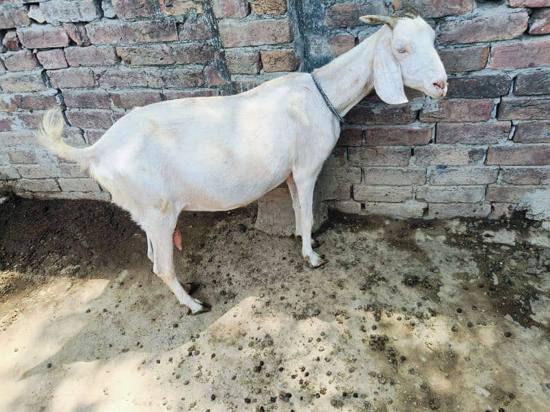 Bakri available for sale with 2 kids 3