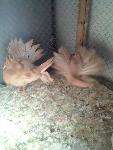 1 breader female 2chicks 3.4kali for sale 0