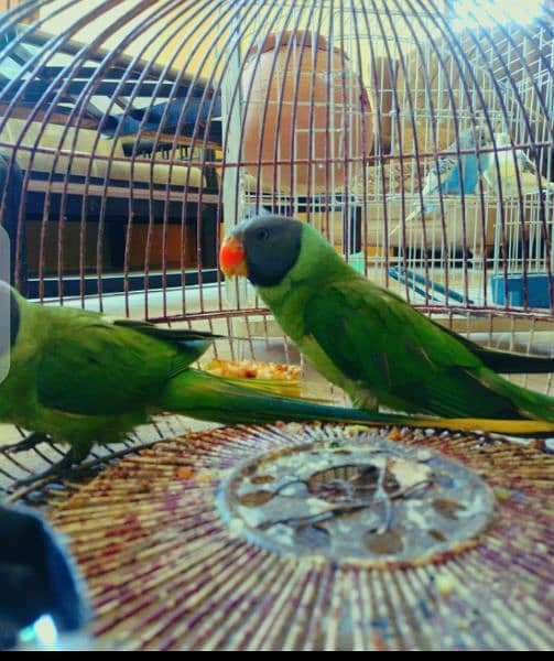 GReen parrot pair 1