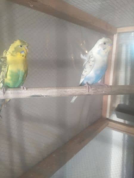 4 Australian birds with cage and hogo pair out class quality 4