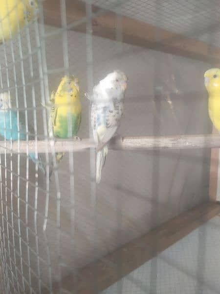 4 Australian birds with cage and hogo pair out class quality 5