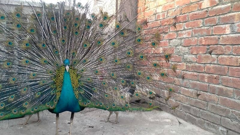 Black shoulder peacock pair 0