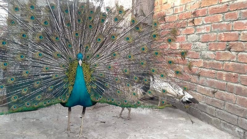 Black shoulder peacock pair 2