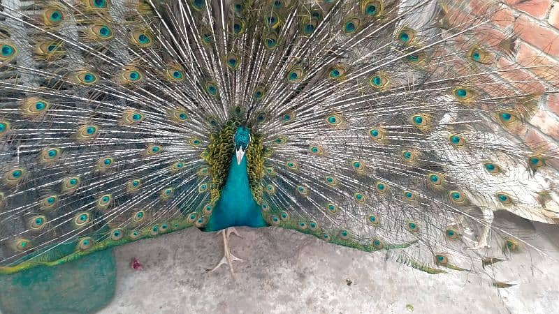 Black shoulder peacock pair 3