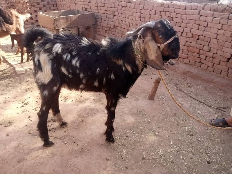 bakra for qurbani dunda bakra goat for sale 2