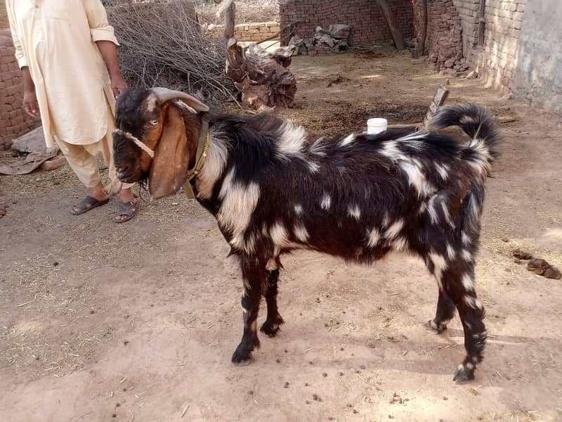bakra for qurbani dunda bakra goat for sale 3