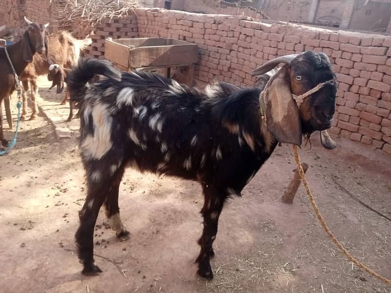 bakra for qurbani dunda bakra goat for sale 4