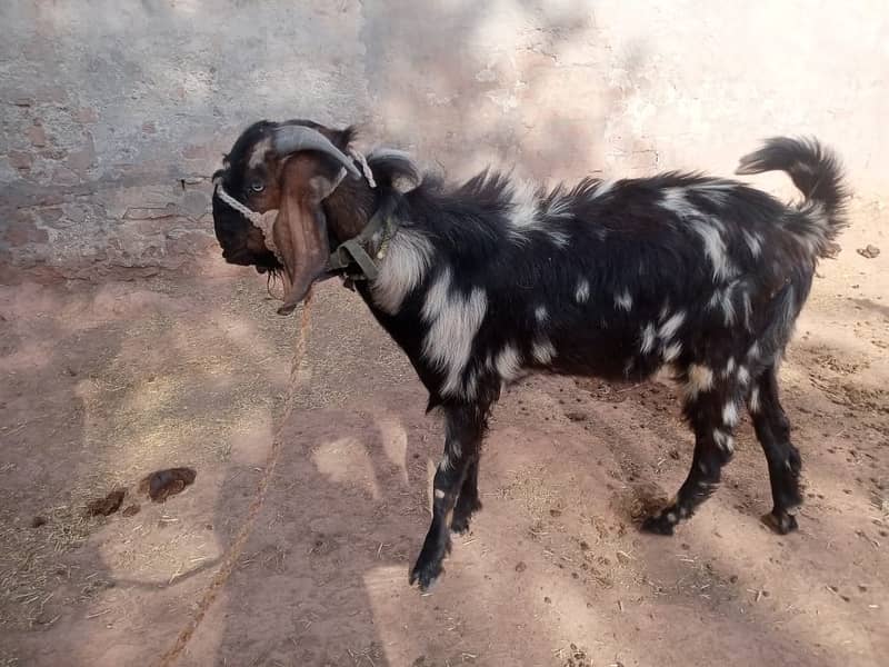 bakra for qurbani dunda bakra goat for sale 5