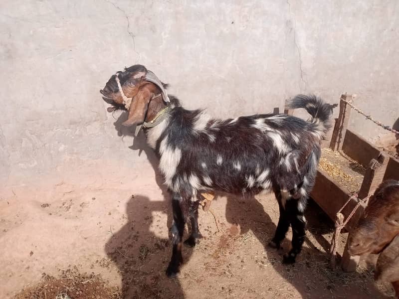 bakra for qurbani dunda bakra goat for sale 6