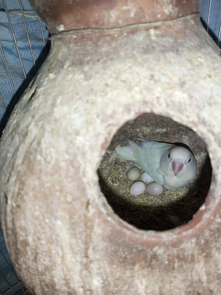 Albino breeder pair 2