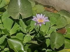 Imported water lilies ,aquaticplant ,pond plants ,garden pond setup 0