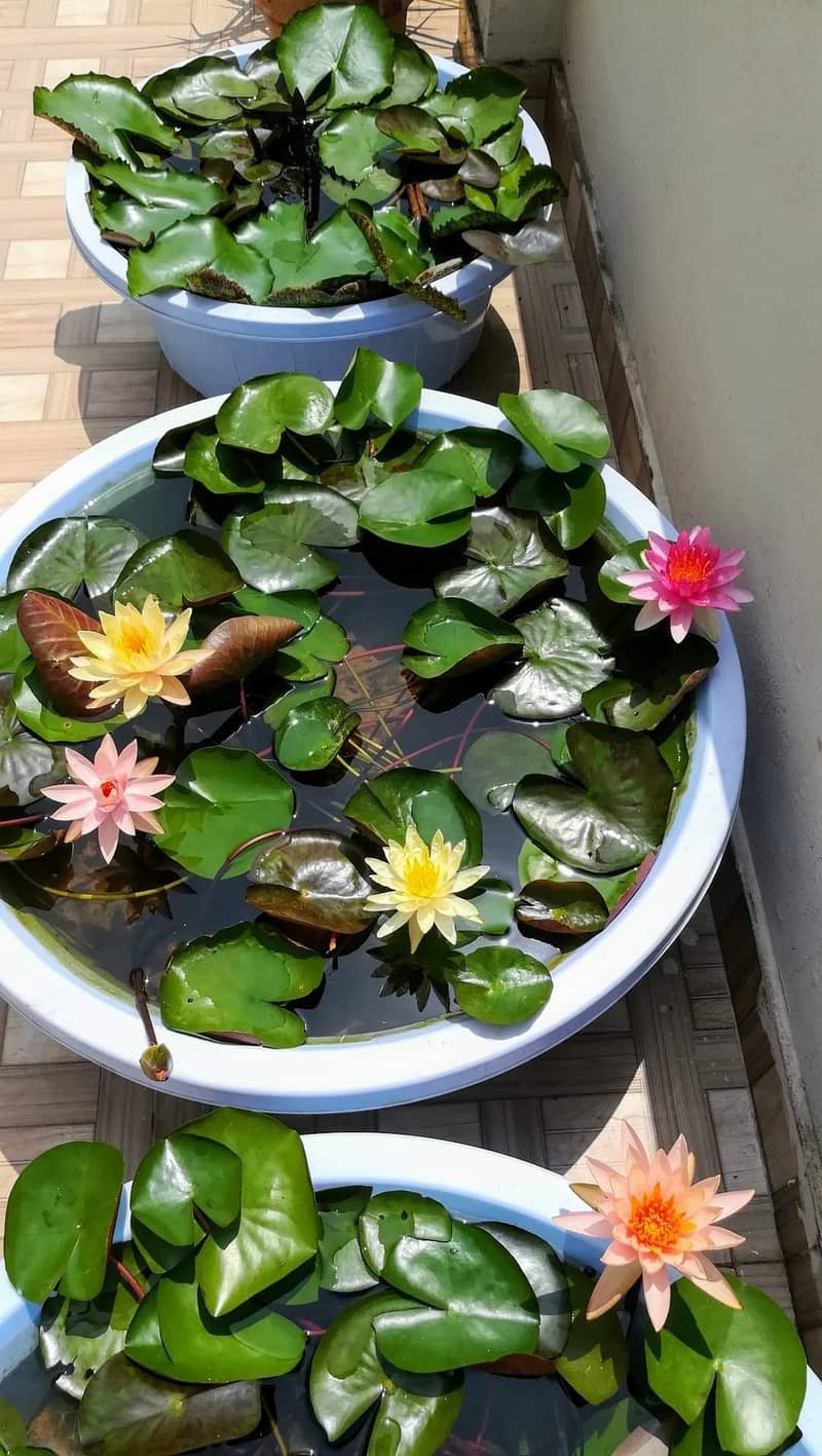 Imported water lilies ,aquaticplant ,pond plants ,garden pond setup 3