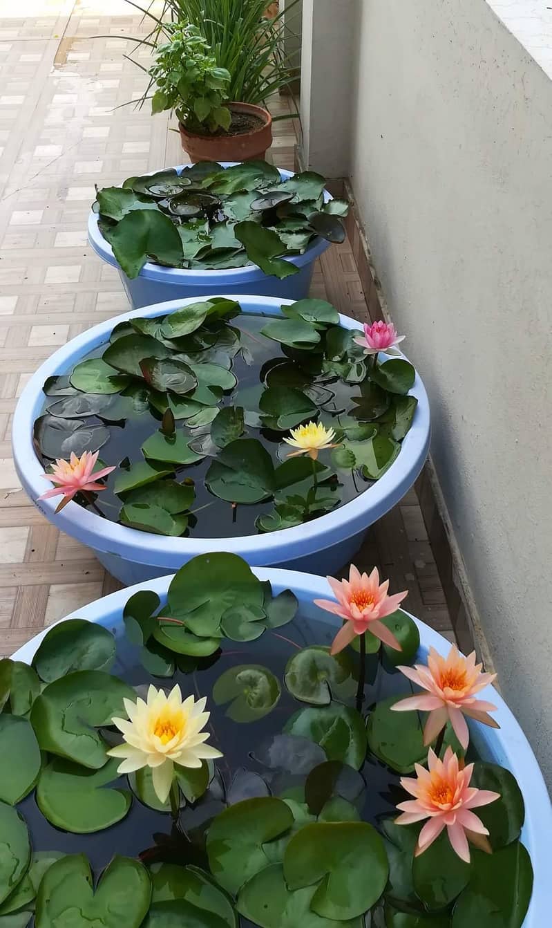 Imported water lilies ,aquaticplant ,pond plants ,garden pond setup 5
