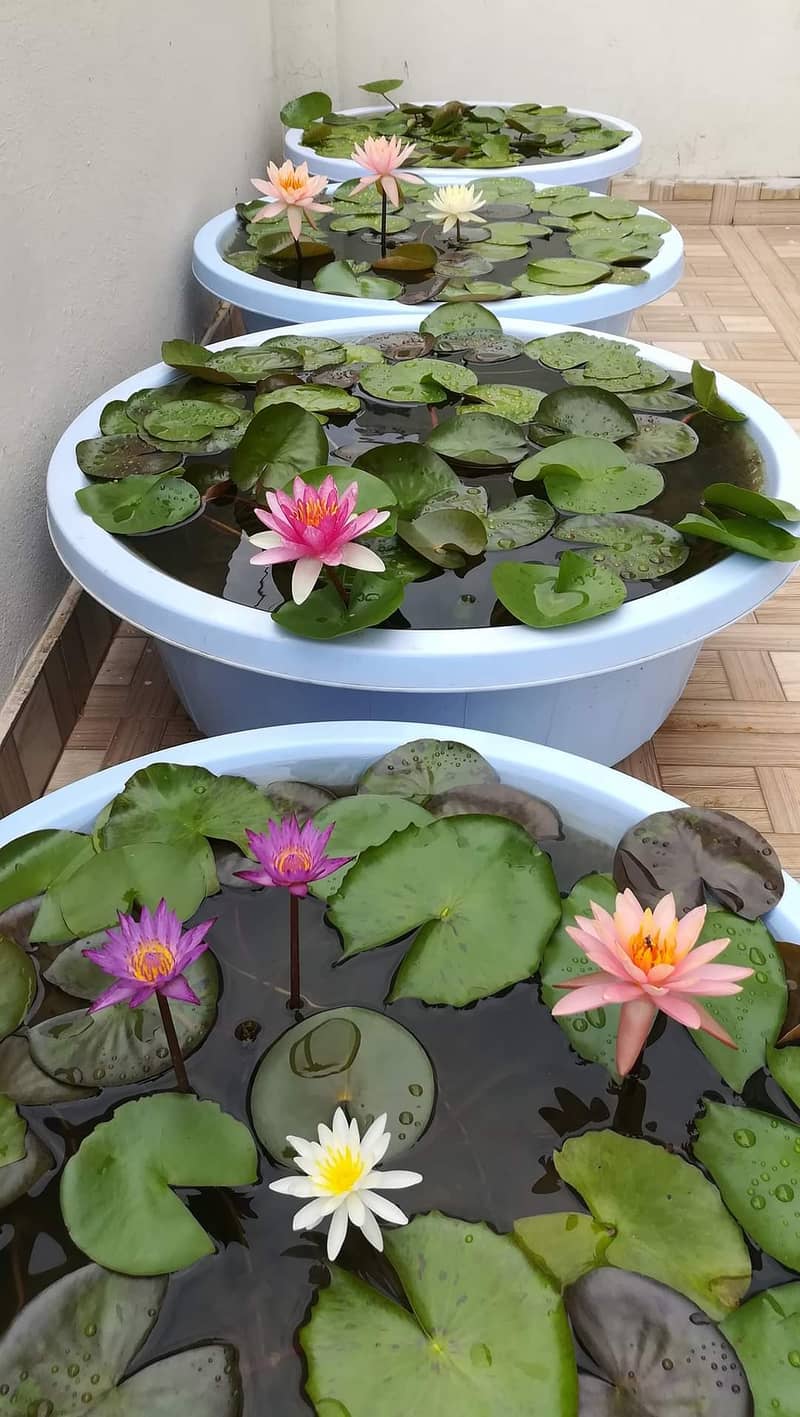 Imported water lilies ,aquaticplant ,pond plants ,garden pond setup 7