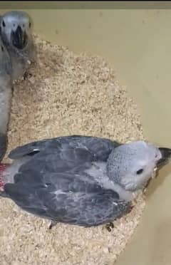African grey chicks