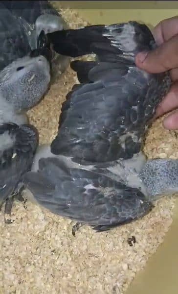 African grey chicks 3