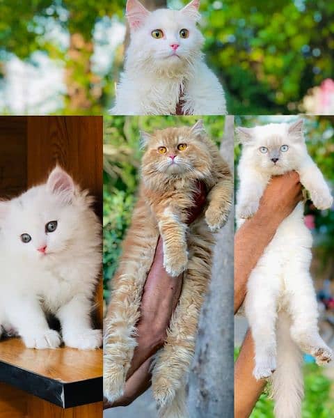 Persian cat and kitten punch face 3