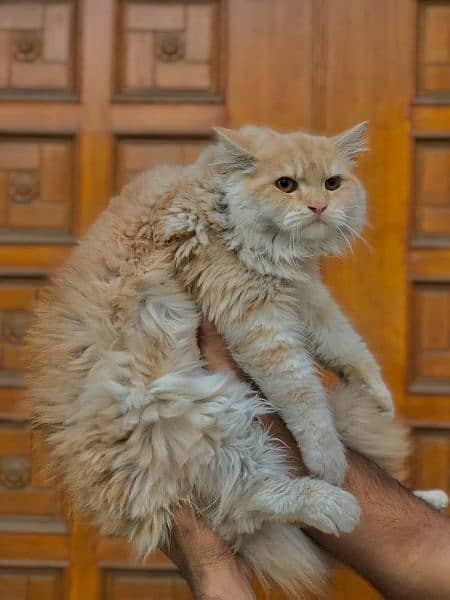 Persian cat and kitten punch face 8