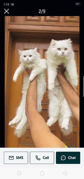 Persian cat and kitten punch face 9