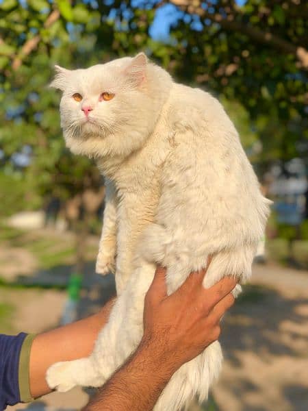 Persian cat and kitten punch face 10