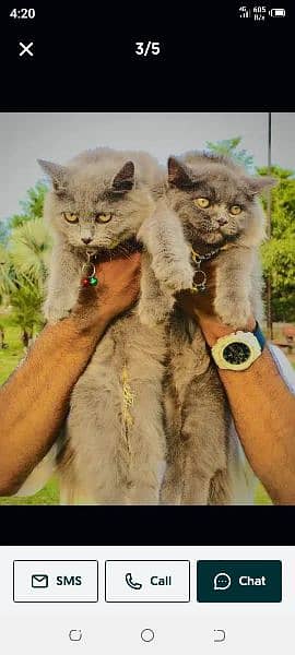 Persian cat and kitten punch face 18