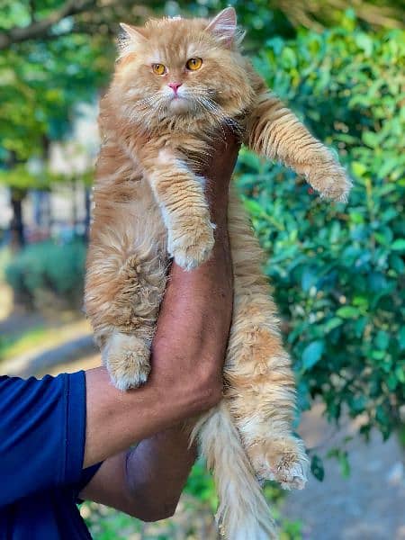 Persian cat and kitten punch face 19