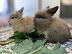 French Angora Rabbits (Pair)
