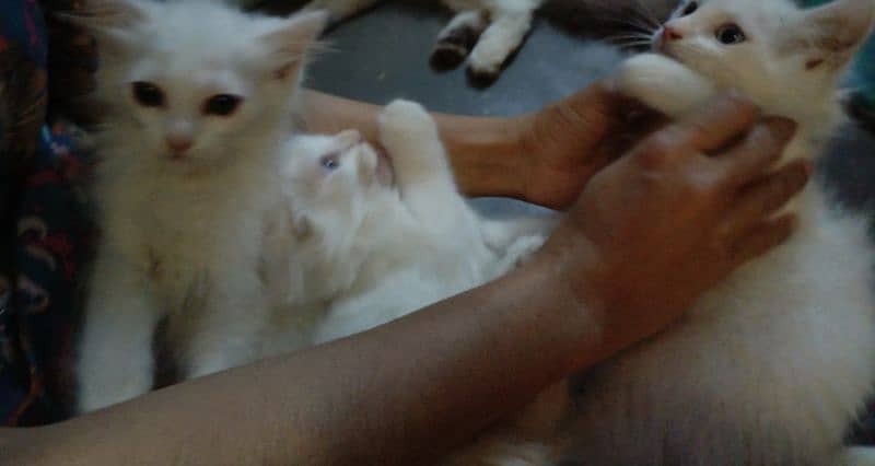 Three persian male and female baby kittens 7