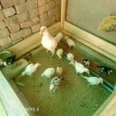 aseel Heera chicks 0