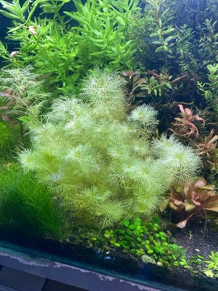 Live Aquarium Plants 3