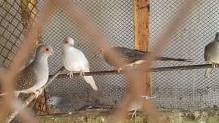White tail diamonds dove   Dove adult breeder pairs