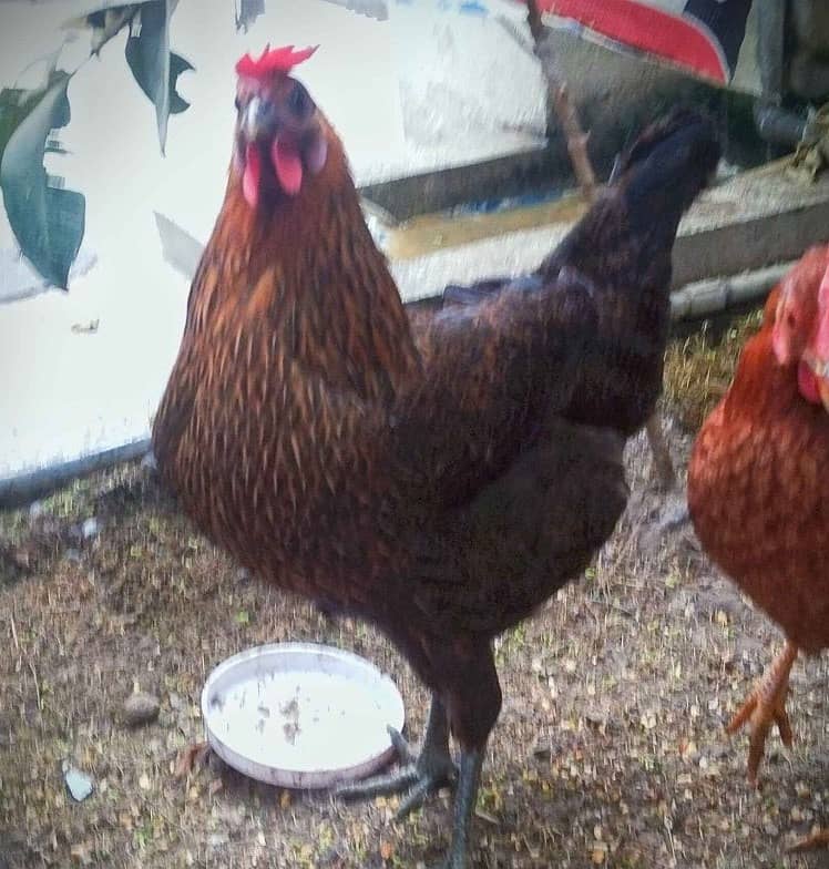 desi hen and egg for sale 1